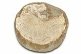Pink Champagne Ammonite (Hoploscaphities) Fossil (Pos/Neg) - SD #336260-2